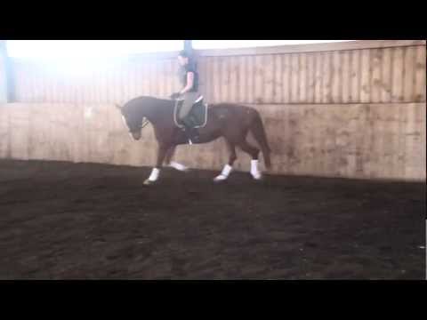 Talentierter großrahmiger Fuchs für den Dressursport