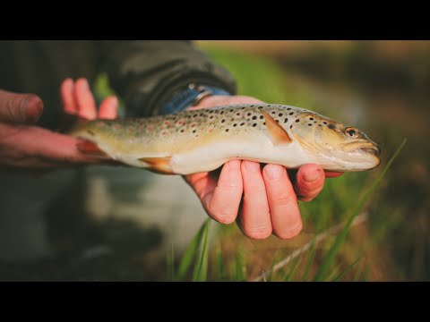 BB Custom Rods on Tour #10 - XV Pstrąg Supraśli 2023