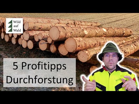 🌲Durchforstung: 5 Dinge, die du unbedingt beachten solltest! #wildaufwald