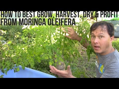 , title : 'How to Best Grow, Harvest, Dry & Profit from Moringa in Your Backyard'