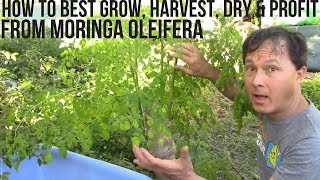 How to Best Grow, Harvest, Dry &amp; Profit from Moringa in Your Backyard