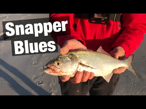 Fishing for BLUES During MULLET RUN 2019 ( Surprising Catch!! )