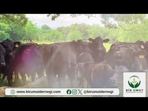 BİR UMUT DERNEĞİ 2026 KURBAN ORGANİZASYONU TANITIM VİDEOSU