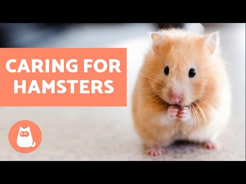 How to Look After a Hamster 🐹 Basic Care Needs