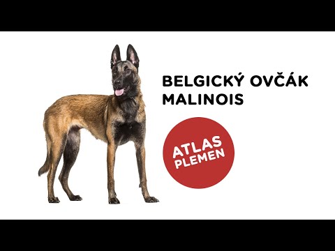 , title : 'Belgický ovčák malinois - Atlas plemen - Tlapka TV'