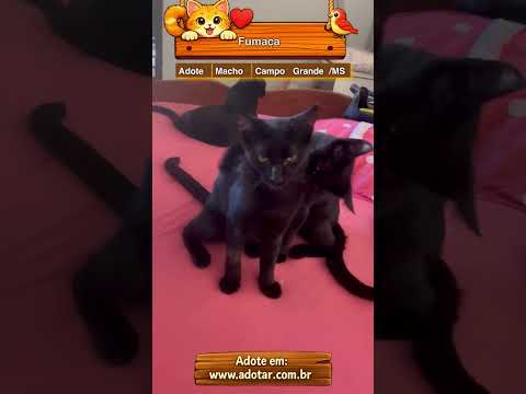 Vídeo de Fumaça 
