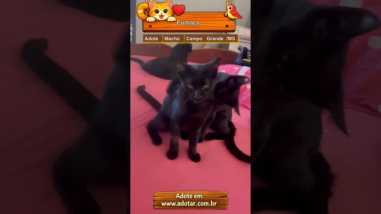 Gato raça SRD-ViraLata idade 2 a 6 meses nome Fumaça 