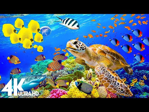 3 HOURS of 4K Underwater Wonders + Relaxing Music - Coral Reefs & Colorful Sea Life in UHD