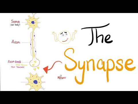 The Synapse - Neuro - Biology and Physiology - Nervous System