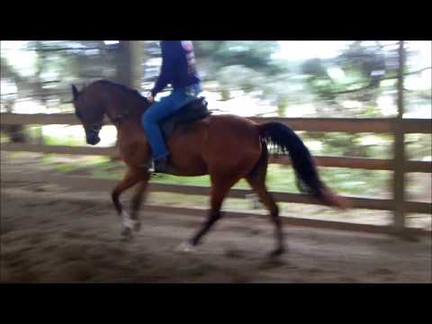 Dana Jiselle - Baywatch V x Rohara Pardona