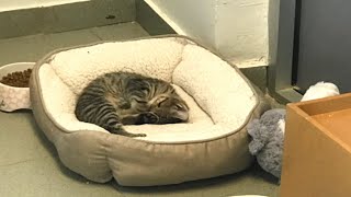 Shelter cat left behind after brother
