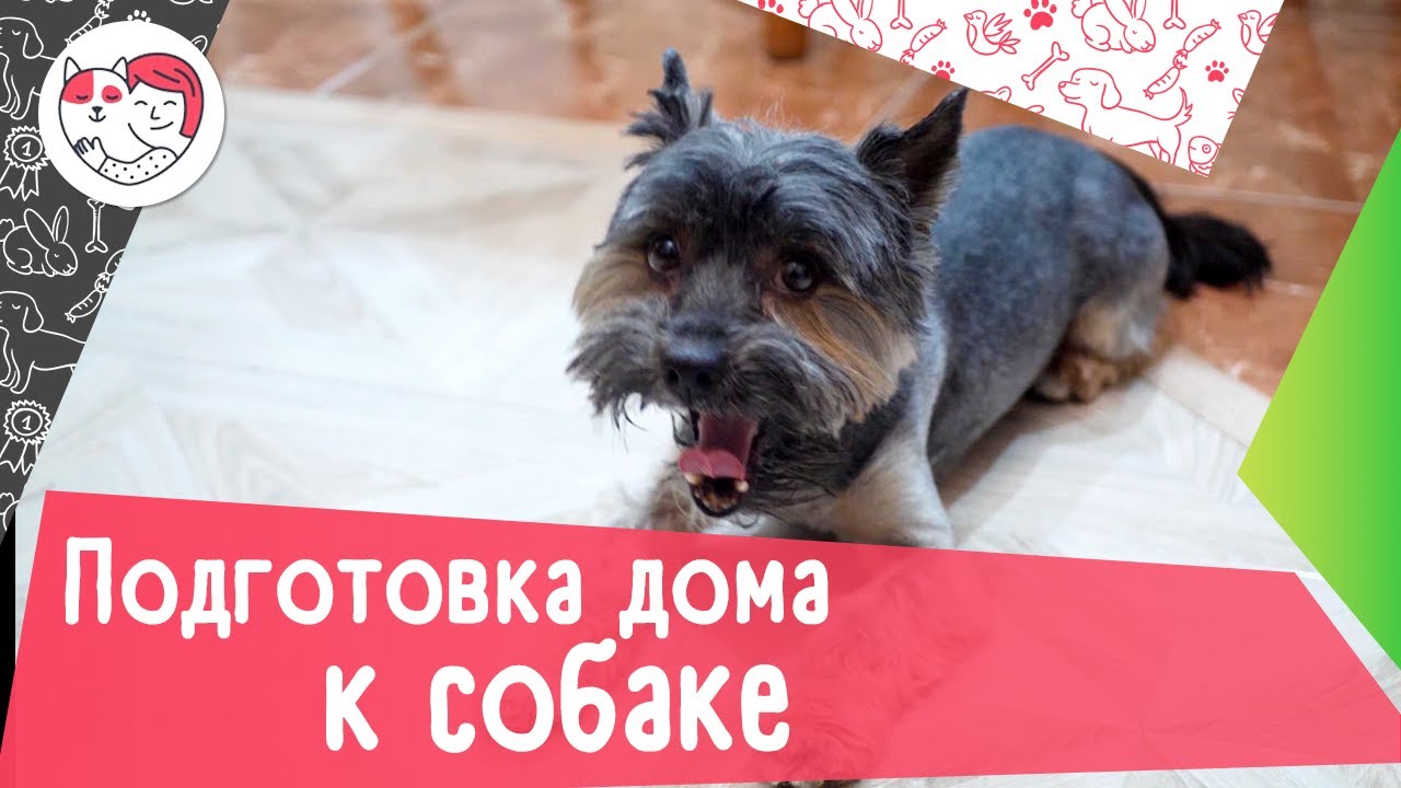 Как подготовить дом к появлению собаки: видеоинструкция
