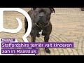 Agressieve hond maakte meer slachtoffers in Maassluis
