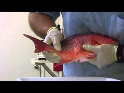 Claude Peteet Mariculture Center