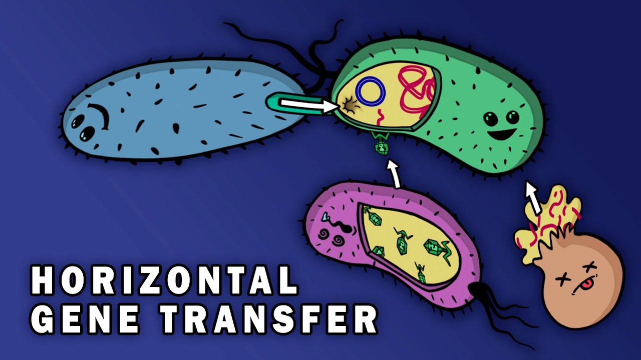 How are R plasmids transferred?