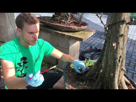 download lagu mp3 mp4 Bald Cypress Bonsai Tree, download lagu Bald Cypress Bonsai Tree gratis, unduh video klip Bald Cypress Bonsai Tree