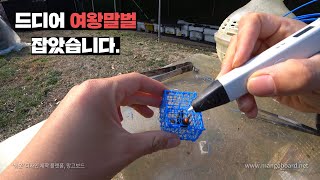 여왕말벌, 3D펜 케이지 만들어서 포박했습니다. 꿀벌들 반응 보겠습니다.