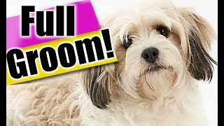 How to Groom a Cavachon Dog from START to FINISH! Exact dog grooming steps for a BEGINNER!