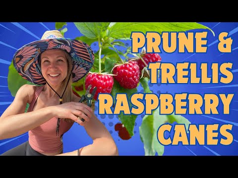 Mastering Raspberry Pruning & Trellising: Expert Tips & Techniques! 🌿✂️