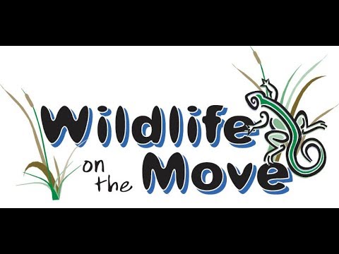 Promotional video thumbnail 4 for Wildlife On The Move