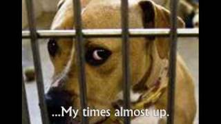 A Shelter Dogs; In the arms of an Angel.