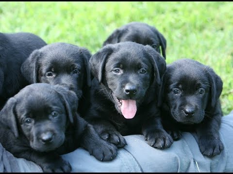 Interracial Cross-Species Hybridization and Human Racial Variation - ROBERT SEPEHR