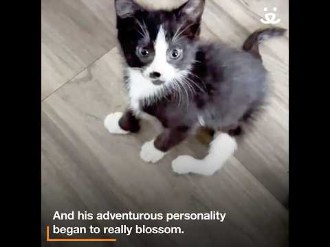 Paralyzed Cat Surprises Everyone with Goofiness and Grit!