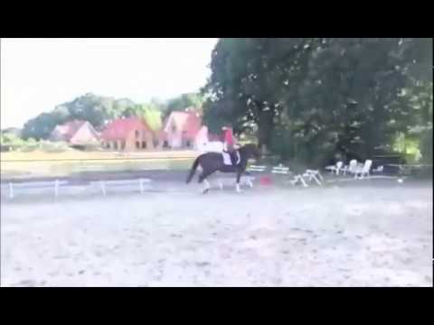 Soraya - Blutgeprägte Seriensiegerin für den gehobenen Dressursport zu verkaufen