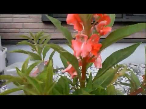 ホウセンカ、ツリフネソウ