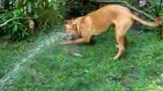 Dog drinking from hose