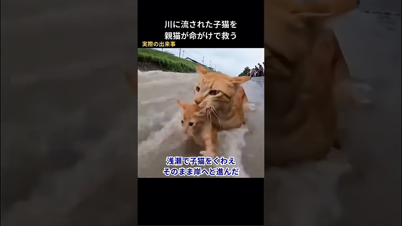 川に流された子猫を親猫が命がけで救う#保護猫 #猫動画 #猫 #感動