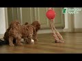 Cockapoo dogs for sale: Joy - Video 1