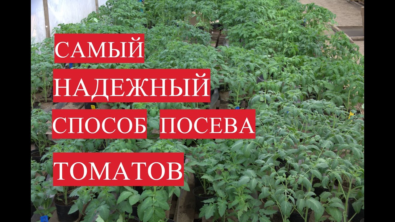 Самый надежный и проверенный способ посева томатов. Рассада будет крепкой!