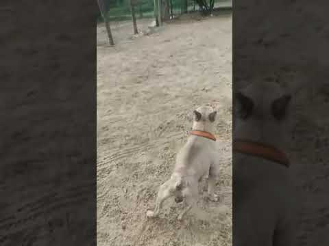 Vídeo de CHICO