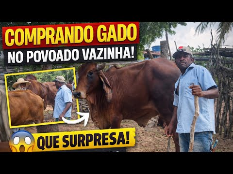 NEGOCIAÇÃO DIRETA NA FAZENDA DE AGNALDO! COMPRANDO GADO NA VARZINHA ITAPICURU-BA 🐂🔥