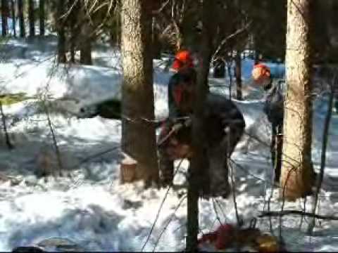 Forest Work In Norway