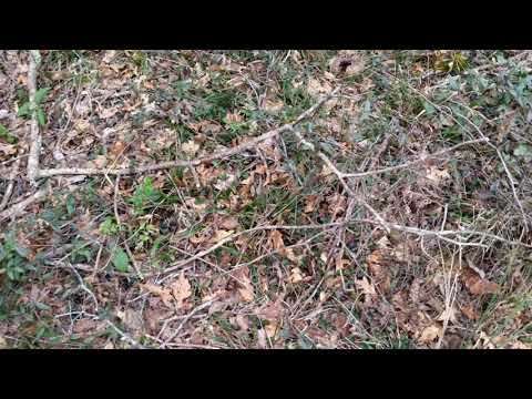 Finding and eating the Partridge berry!