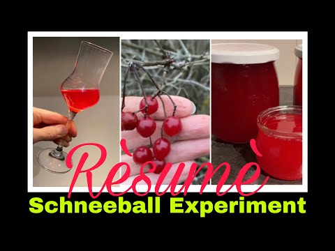 Schneeball Sirup und Likör Rezept - Was haben wir gelernt? | Selbstversorgung