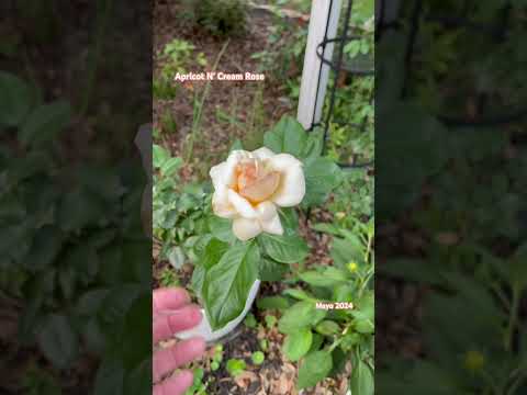 Hermosa Rosa color durazno es la segunda vez que florece y cada vez sus flores son más grandes 😍