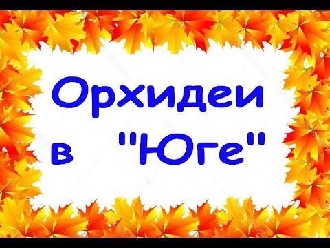 ЗАВОЗ ОРХИДЕЙ в "Юге":ШИКАРНАЯ "бабочка" ЛИОДОРО!!!28.09.19.Привет Ольге Мироновой!