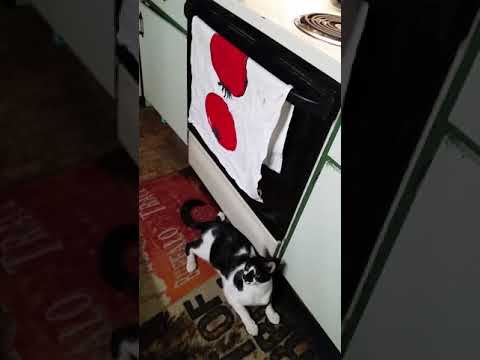 Sadiq says no to kitchen towels.