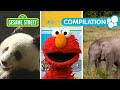 Sesame Street Elmo At The Zoo 1 Hour Animal Compilation