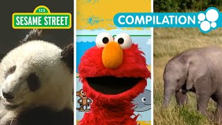 Sesame Street: Elmo at the Zoo! | 1 Hour Animal Compilation