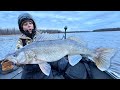 Insane River Fishing For Massive Walleyes!