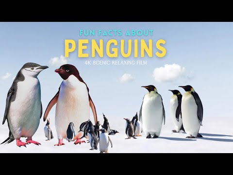 LOVE PENGUIN FACT /4K SCENIC FILM / CALMING MUSIC