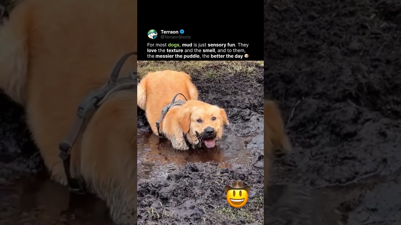 Golden Retriever or Swamp Monster? 👹