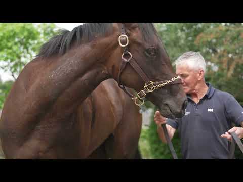 Royal Ascot Contender: Cynane | US based trainer Tom Morley runs star filly in Queen Mary Stakes