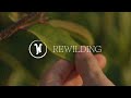 Rewilding Wonderfruit