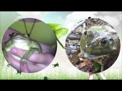 Frogs singing Native Faith