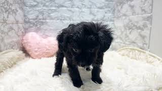 ハーフ犬の動画01